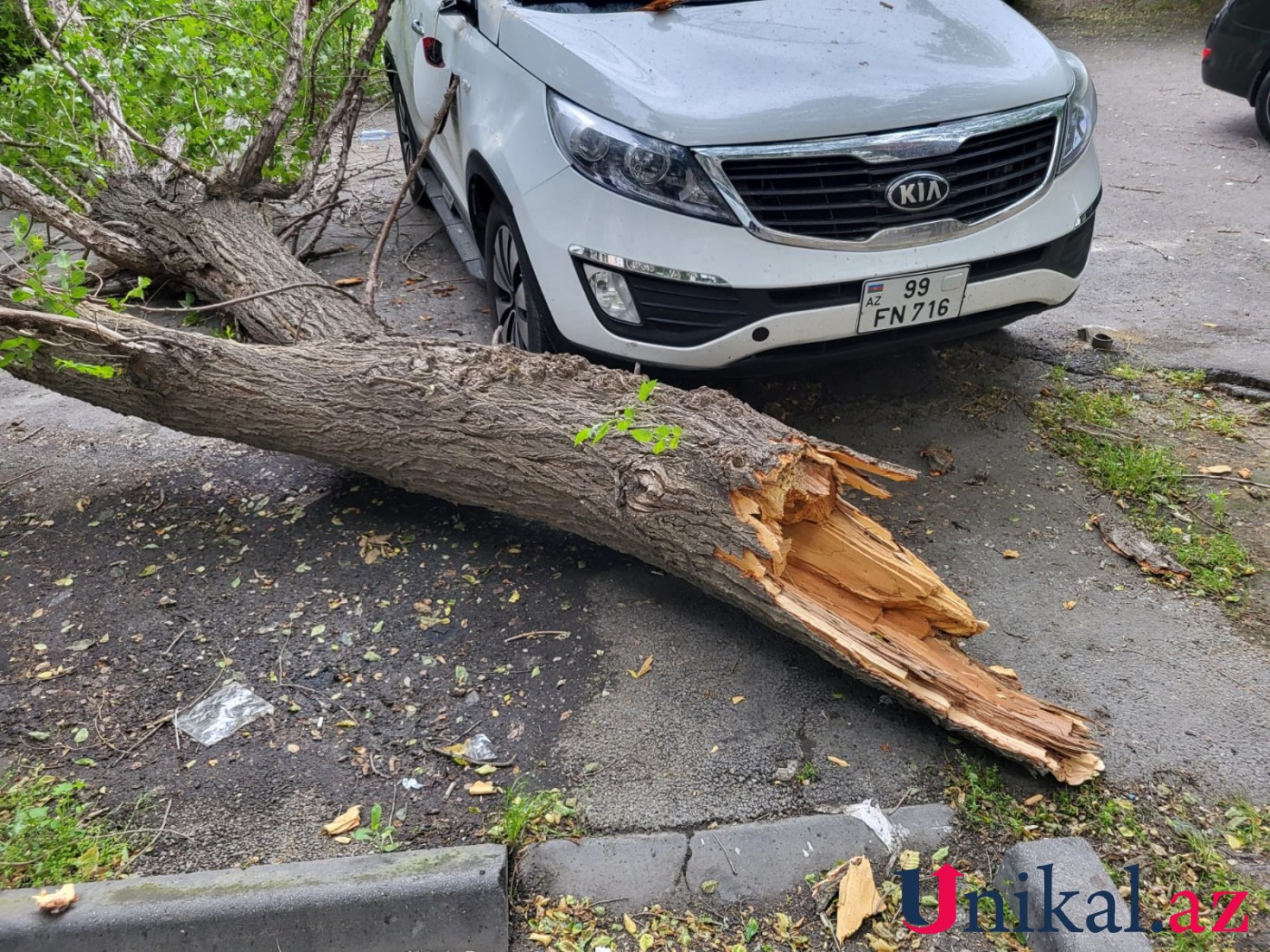 Bakıda ağac avtomobillərin üzərinə aşdı - FOTOLAR
